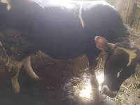 Cow, Simmental cattle — photo 5