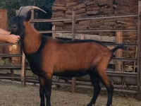 公山羊, Alpine goat — 照片 4