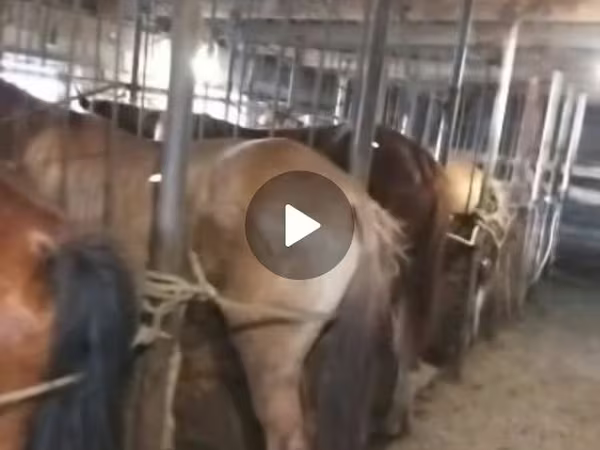 Caballo, Caballos