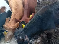 Buğa, Russian Black pied cattle — foto 2