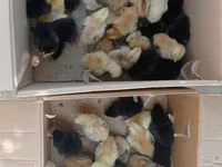 Chickens — Foto 3