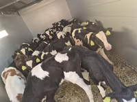 İribuynuzlu mal-qara (partiya, cinsi göstərilməyib), Simmental cattle — foto 2