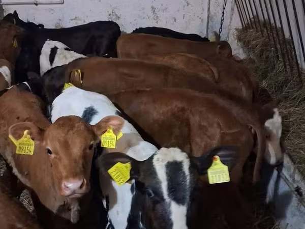 Bull, Cattle
