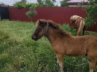 Stute, Australian Pony — Foto 3