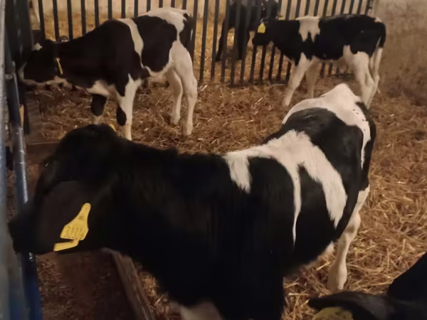 Bulle, Russian Black pied cattle
