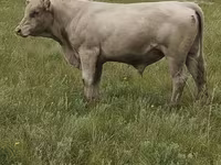 गाय, आउलियेकोल नस्ल — फ़ोटो 7