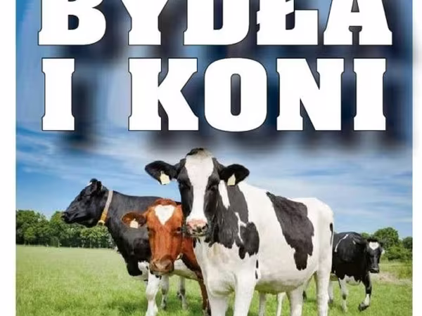 Vaca, Raza Holstein