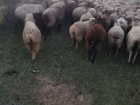 Qoç, Hissar sheep — foto 3