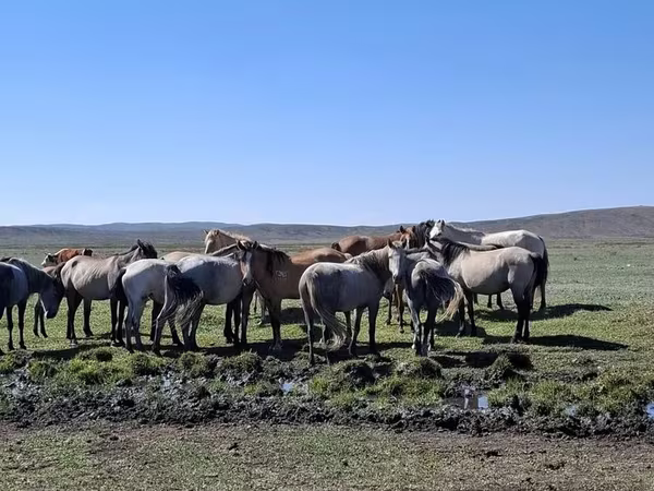 Madyan, Mugalzhar horse