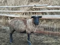 Widder, Romanov sheep — Foto 1
