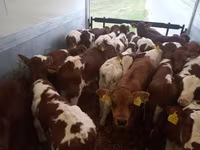 Bulle, Simmental cattle — Foto 2