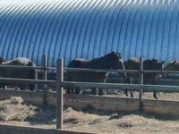 At, Horse breed — foto 2