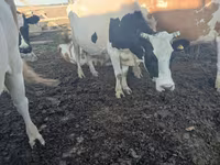 Kuh, Russian Black pied cattle — Foto 3