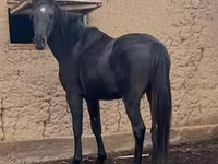 公马, Kazakh horse — 照片 4