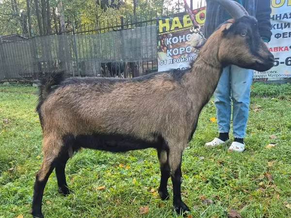 Cabra, Alpine goat