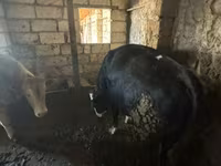 सांड, लाल-धब्बेदार नस्ल — फ़ोटो 2