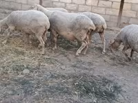 نعجة, الأغنام — الصورة 4