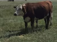 بقرة, Latvian Blue cattle — الصورة 2