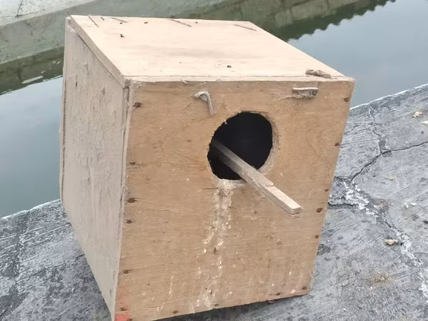 Taxta quş yuvası/kutubçası - Material: Sərt kontrplak/taxta - Forma