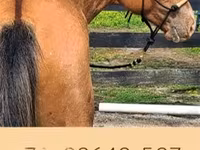 Aygʻir, Palomino — 8-rasm