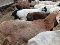 كبش, Arashan sheep — الصورة 3