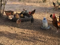 Chickens — फ़ोटो 4