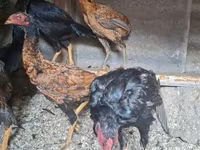 Chickens — foto 1