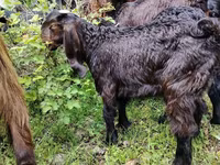 Cabro, Damask goat — foto 2