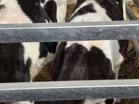 Bulle, Russian Black pied cattle — Foto 5
