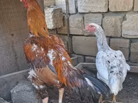 Chickens — Foto 5