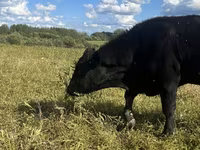 Bovinos (lote, sexo no especificado), Ganado vacuno — foto 1