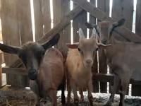 Ziege, Saanen goat — Foto 3