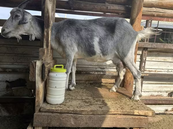 Dişi keçi, Alpine goat
