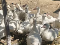 Ducks — الصورة 3