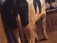 Kuh, Russian Black pied cattle — Foto 3