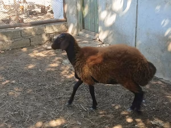 Oveja, Ovejas