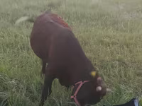 Kuh, Simmental cattle — Foto 5