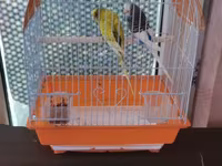 Watsap elaqe qwfes qarisiq 45 cutler Bülbül qəfəsi və 2 dalğıç (büdcə — الصورة 2