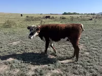 母牛, Kazakh White-headed cow — 照片 2