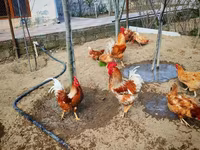 لوهمان براون — الصورة 6