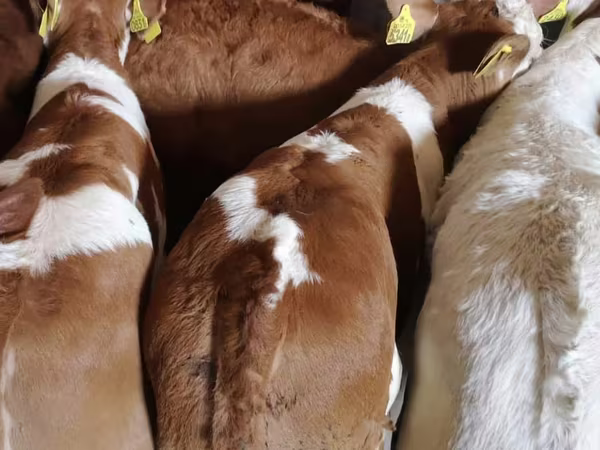 Rinder (Partie, Geschlecht nicht angegeben), Simmental cattle