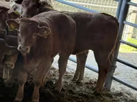 Toro, Vaca Limousin — foto 3