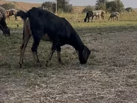 Keçilər (partiya, cinsi göstərilməyib), Nubian Goat — foto 6