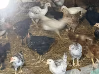 Chickens — الصورة 1