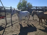 घोड़ी, Horse breed — फ़ोटो 5