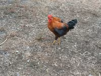 Chickens — फ़ोटो 2