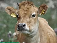 母牛, Holstein breed — 照片 3