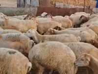 भेड़ें (लॉट, लिंग निर्दिष्ट नहीं), भेड़ — फ़ोटो 7