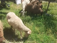 Qoʻy, Karakul sheep — 4-rasm