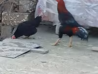 Chickens — Foto 5